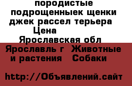 породистые подрощенныек щенки джек-рассел терьера › Цена ­ 25 000 - Ярославская обл., Ярославль г. Животные и растения » Собаки   